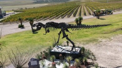 Vinedos don leo con su icono paleontologico t rex.jpg