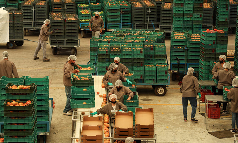 1043497 agroindustria tomates zacatecas impreso.jpg