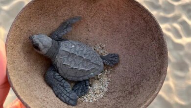 Releasing baby turtle at vive mar oaxaca 1.jpg