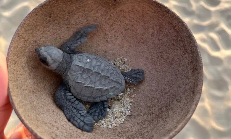 Releasing baby turtle at vive mar oaxaca 1.jpg