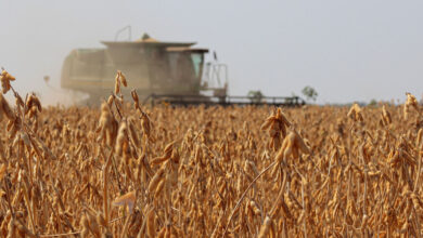 Header relatorio agro.jpg