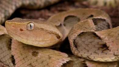 Venemous snake.jpg