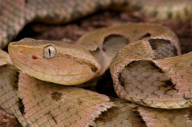Venemous snake.jpg